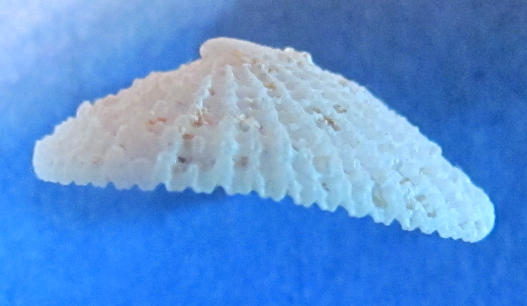 Emarcinula sp